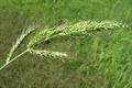 Echinochloa crus-galli